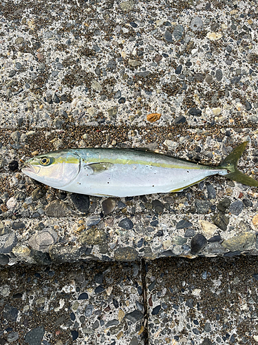 イナダの釣果