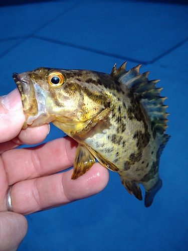 タケノコメバルの釣果