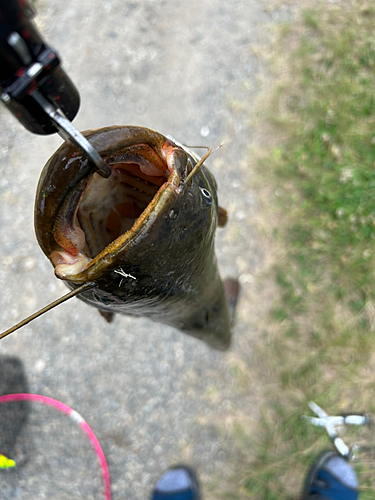 ナマズの釣果