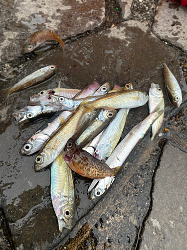 アジの釣果