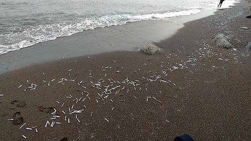 イワシの釣果