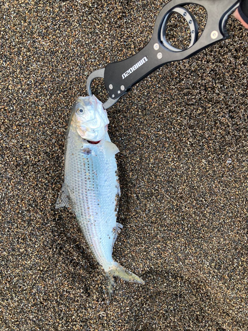 コノシロ