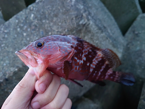 キジハタの釣果