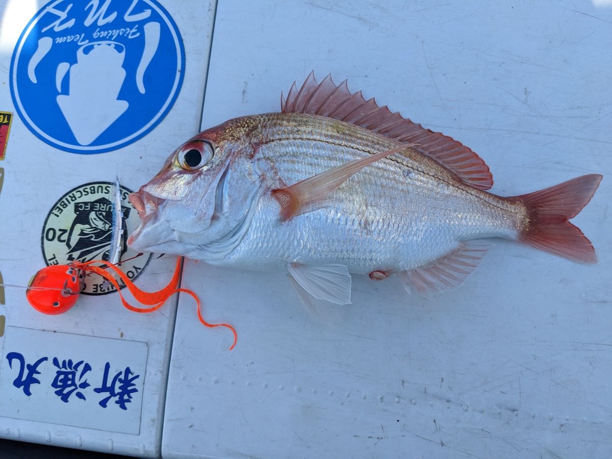 コジマだよっ！さんの釣果 3枚目の画像