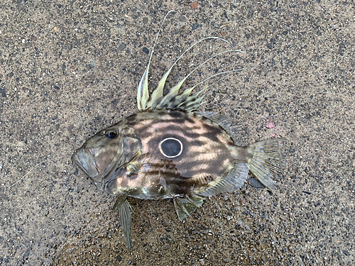 マトウダイの釣果