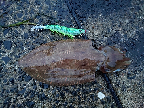 コウイカの釣果