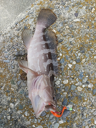 マハタの釣果