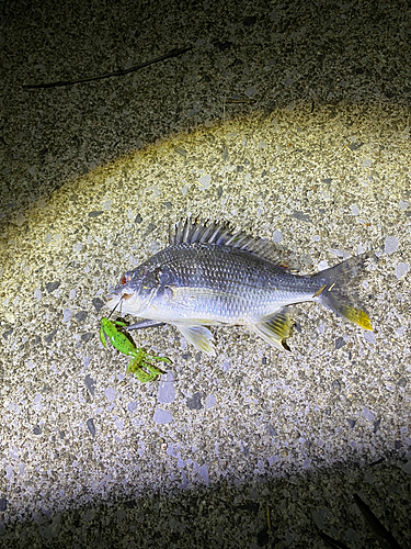 キビレの釣果