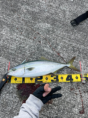 イナダの釣果