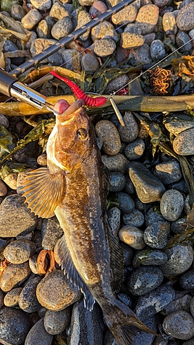 アイナメの釣果