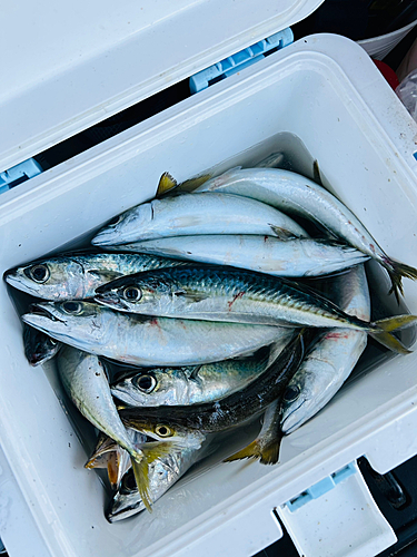 サバの釣果