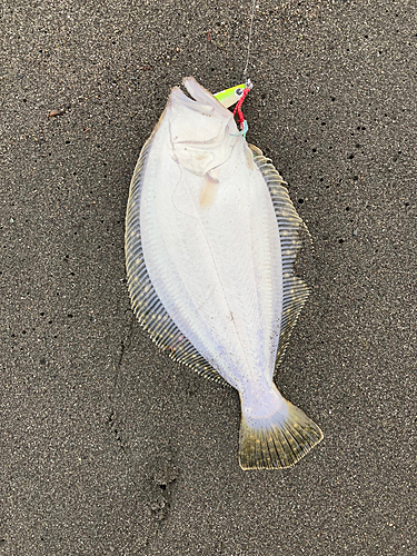 ソゲの釣果