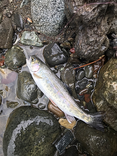 ニジマスの釣果