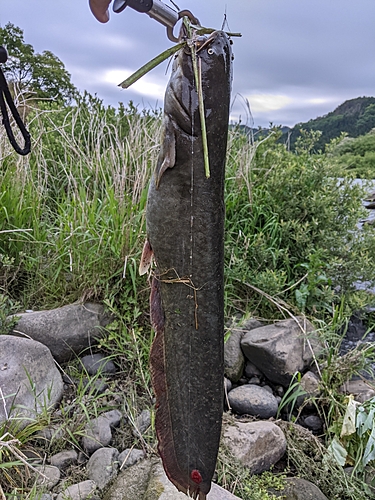 ナマズの釣果