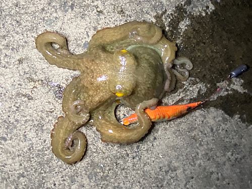 コウイカの釣果