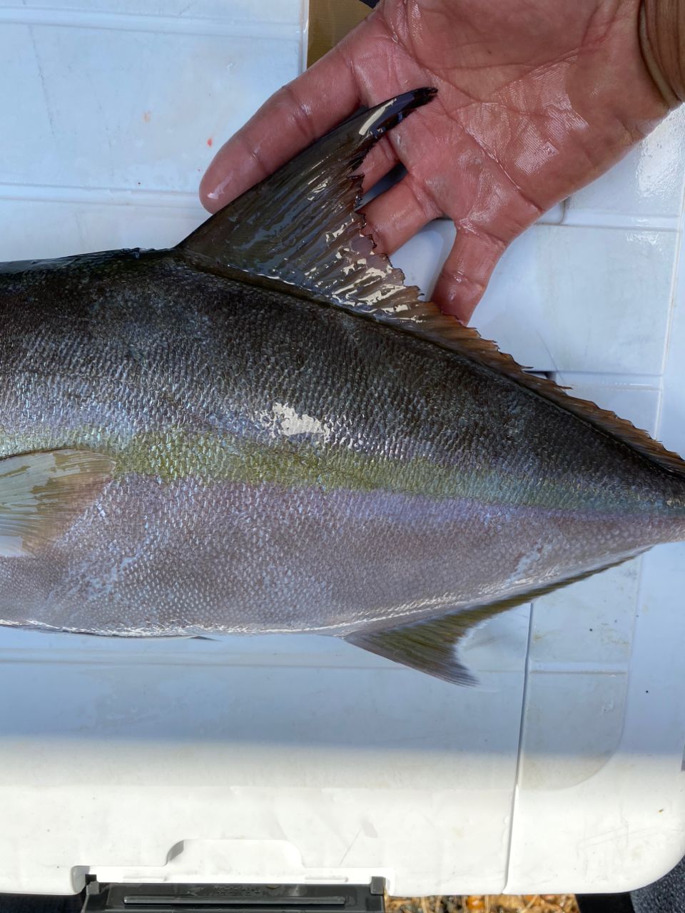 Tくま🐟漁師さんの釣果 2枚目の画像