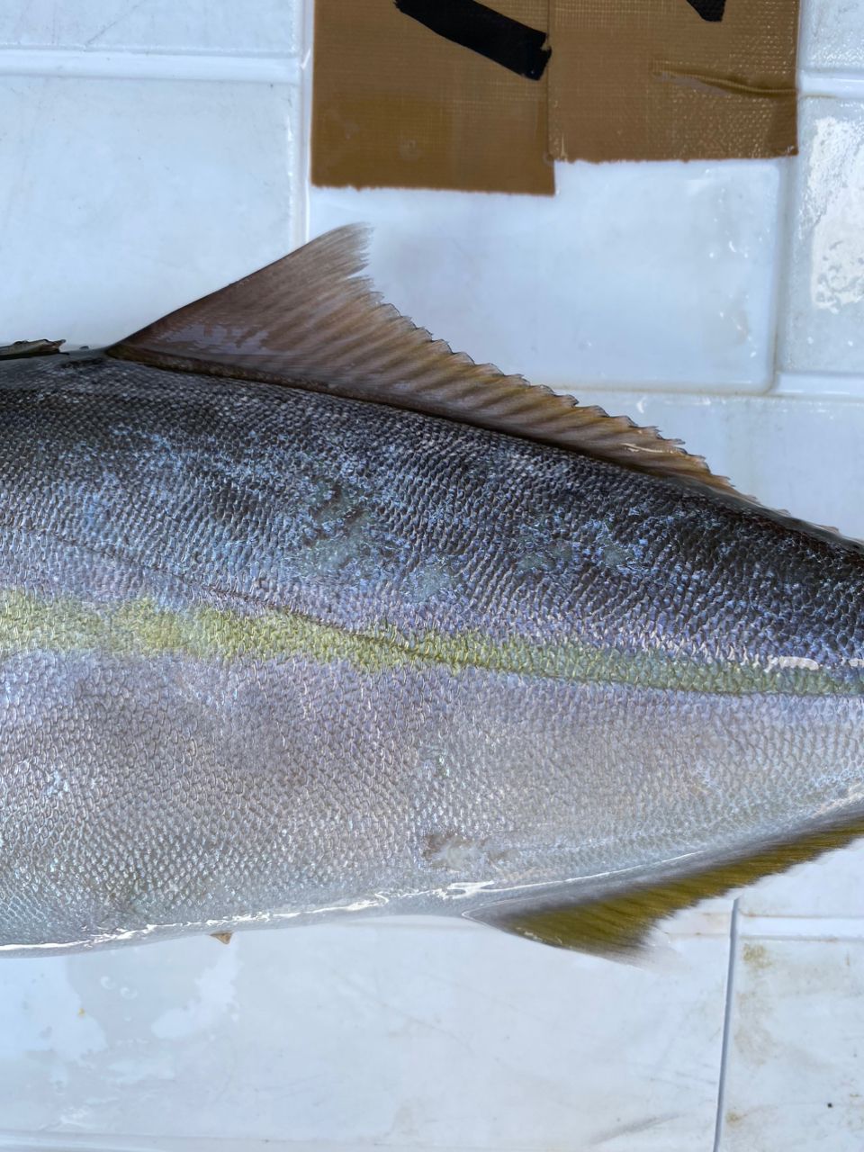 Tくま🐟漁師さんの釣果 3枚目の画像
