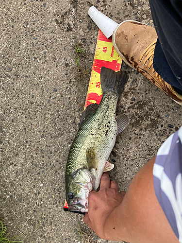 ブラックバスの釣果