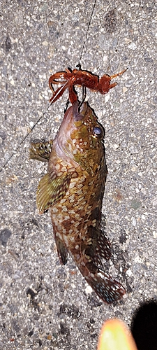 カサゴの釣果