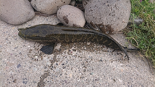 カムルチーの釣果