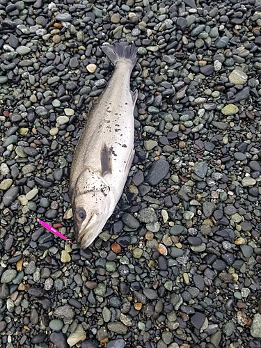 スズキの釣果