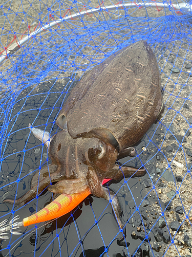 モンゴウイカの釣果