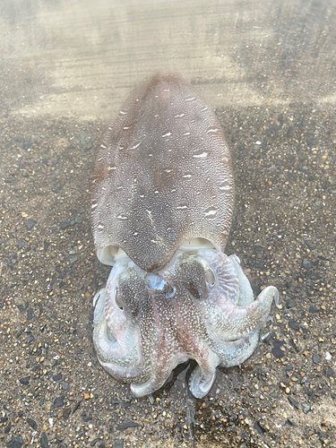 モンゴウイカの釣果