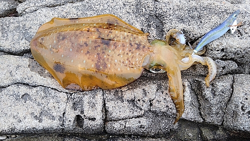 アオリイカの釣果