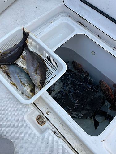 イサキの釣果