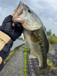 ブラックバスの釣果