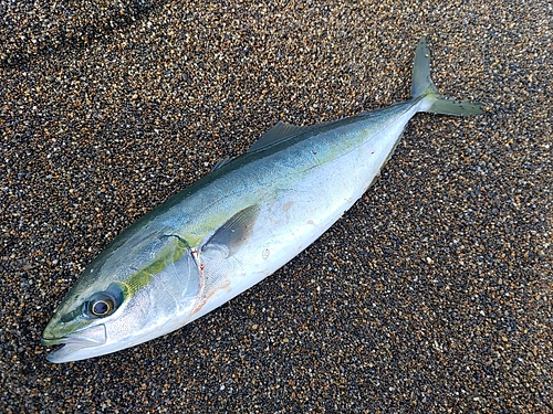 イナダの釣果