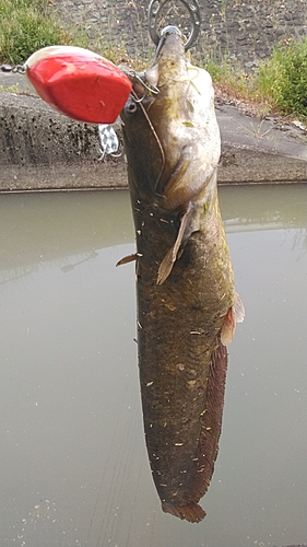 ナマズの釣果