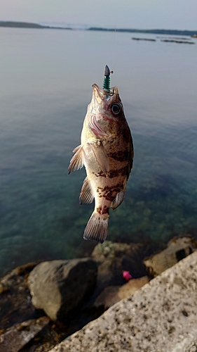 シロメバルの釣果