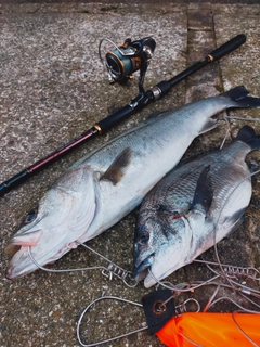 シーバスの釣果