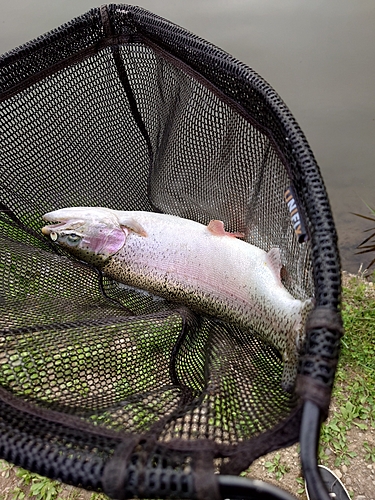 レインボートラウトの釣果