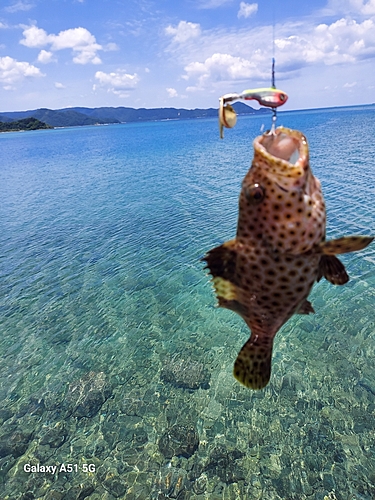 イシミーバイの釣果