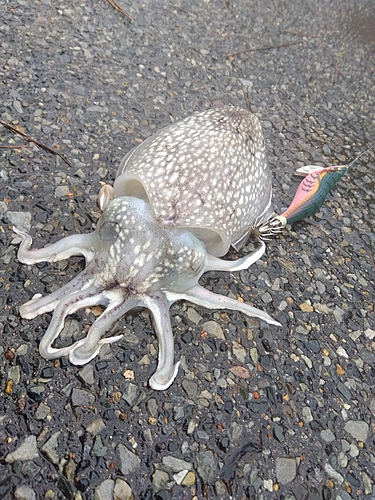 シリヤケイカの釣果