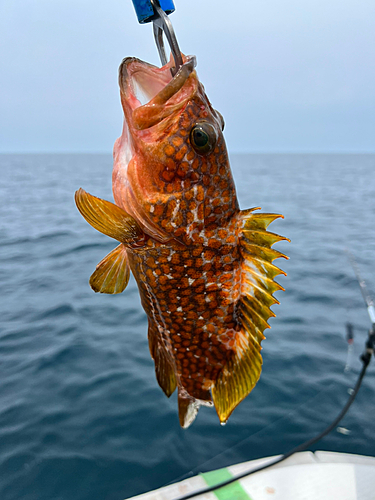 アコウの釣果