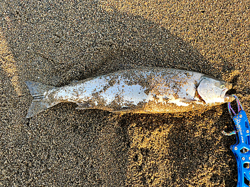 サクラマスの釣果