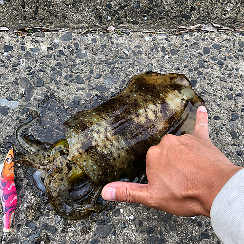 アオリイカの釣果