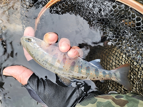 アマゴの釣果