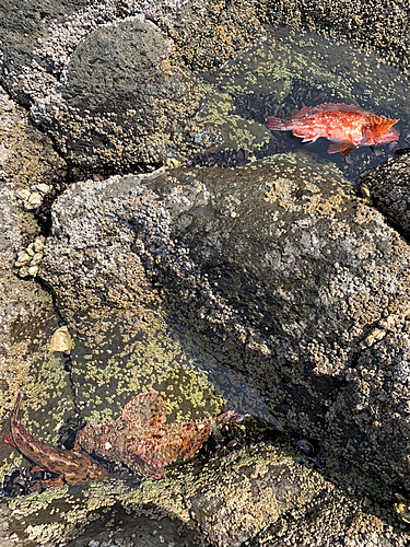 アラカブの釣果