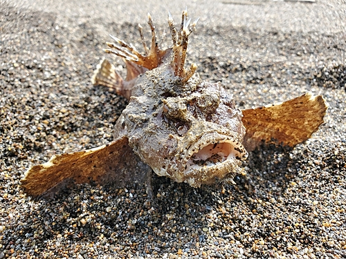 オニオコゼの釣果