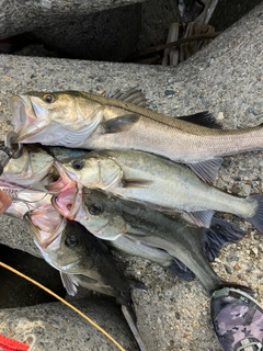 シーバスの釣果