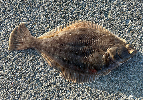 マガレイの釣果