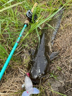 ナマズの釣果