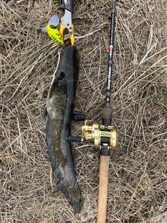 ナマズの釣果