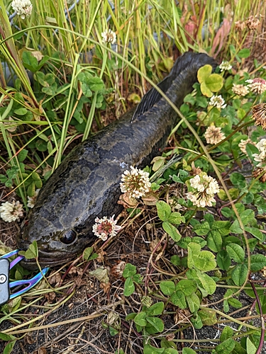 ライギョの釣果