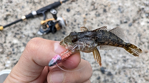 アナハゼの釣果