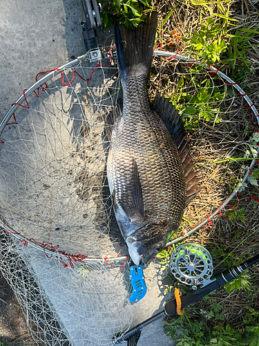 チヌの釣果